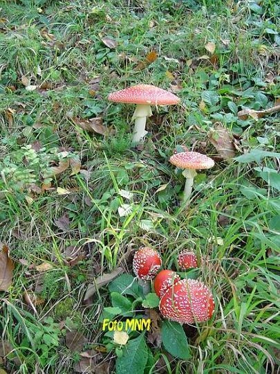 musnice.JPG - Kako so zapeljivo predrzne in seveda zelo nevarne!