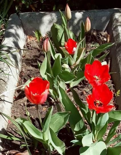 RdeTulip.JPG - Iz trave in plevela so jih rešile pridne roke, sicer se zdaj ne bi tako bohotili.