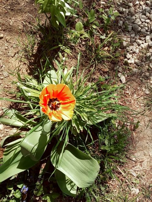 RumTulp.jpg - Lani se je družil še z dvema, letos je sam...
