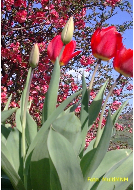 Tulipani.jpg - Pomlad se prebuja