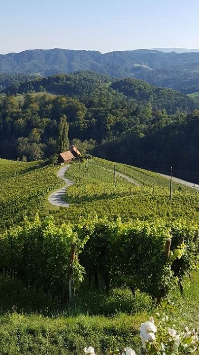 Srce.jpg - Srčasta pot med Slovensko Goriškimi vinogradi...
